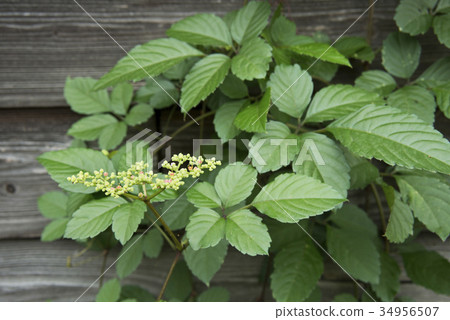 黃色花花 34956507