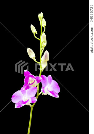 Pink orchid 34956723