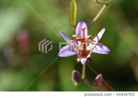 Hototogisu (Dusko Grass) 34956765