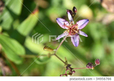 Hototogisu (Dusko Grass) Hototogisu (Dusko Grass) 34956766