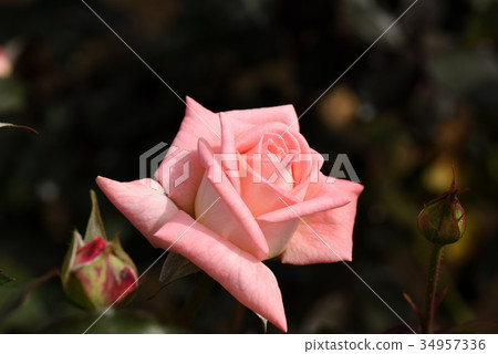 Rose (violet carson) 34957336
