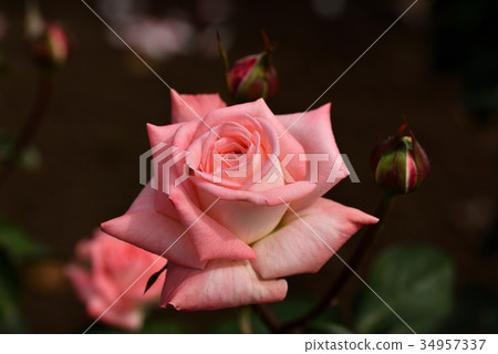 Rose (violet carson) Rose (violet carson) 34957337