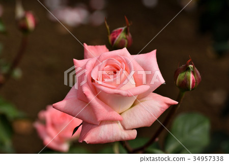 Rose (violet carson) 34957338