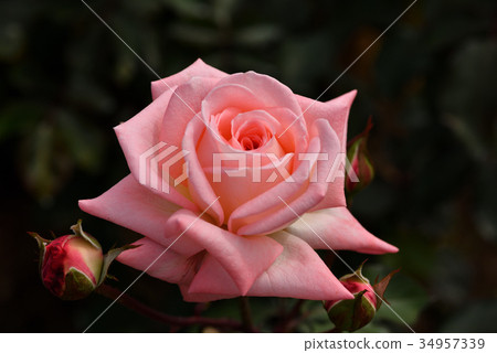 Rose (violet carson) 34957339