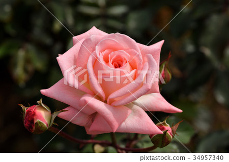 Rose (violet carson) 34957340