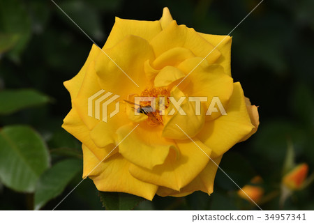Rose (Gold Mary) Rose (Gold Mary) 34957341