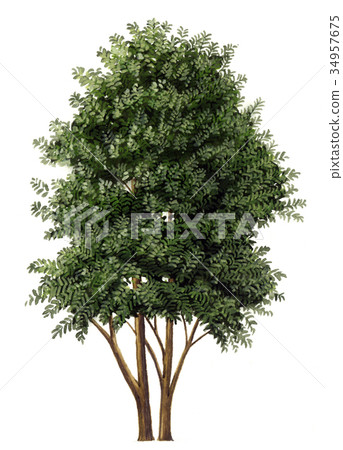 Inuze草圖，Inu精確植物圖畫 34957675