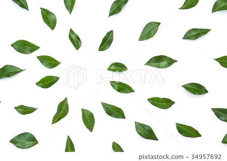 green leaves frame on white background green leaves frame on white background 34957692