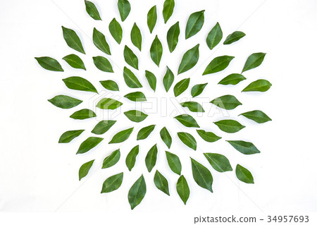 green leaves frame on white background green leaves frame on white background 34957693