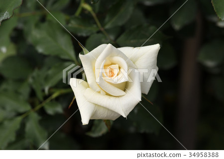 Rose (bridal white) 34958388