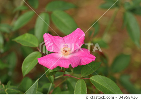 Rose (single pink china) Rose (single pink china) 34958410