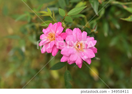 Rose (Rosakinensis minima) Rose (Rosakinensis minima) 34958411