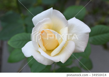 Rose (White Christmas) 34958414