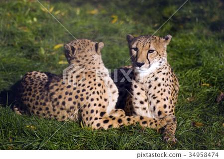 Coouple of cheetahs 34958474