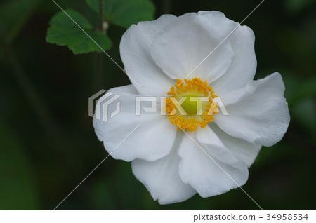 Shumayigiku Shumayigiku 34958534