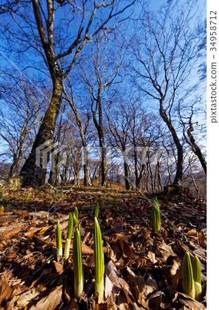 Tanzawa·Nabe山脊bayoni小枝 34958712