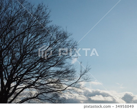 Dead tree in winter 34958849