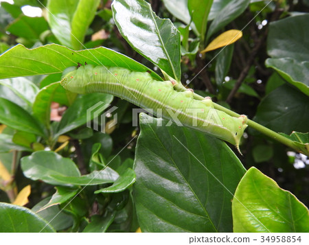 Larvae of "Oosukasiba" to eat leaves of gardenia 34958854
