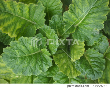 Primrose leaves Primrose leaves 34959268