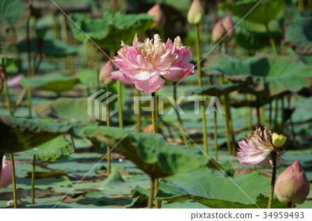 Thailand, lotus flower, lotus flower, Lotus Flower in Thailand 34959493