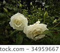 玫瑰冰山 34959667