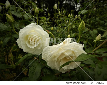 玫瑰冰山 34959667