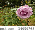 玫瑰藍光 34959768
