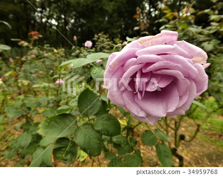 玫瑰藍光 34959768