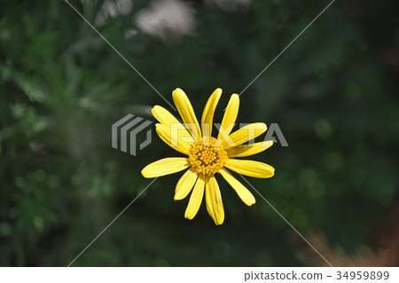 Julius Daisy 34959899