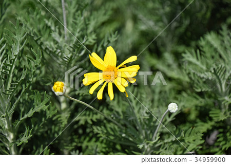Julius Daisy Julius Daisy 34959900