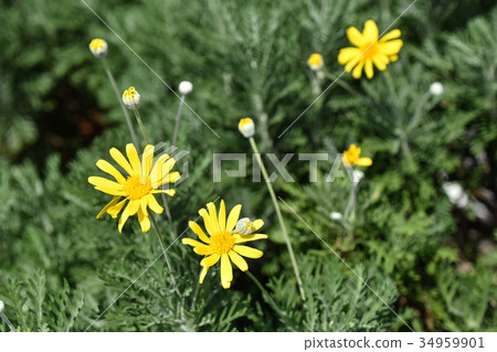 Julius Daisy 34959901