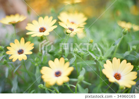 黃色的雛菊 黃色的雛菊 34960165