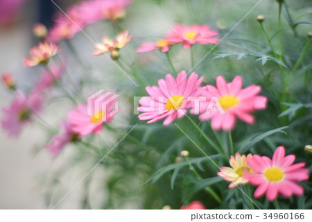 粉色雛菊 34960166