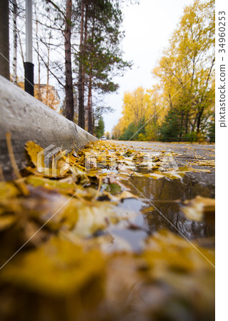 Road with fallen yellow leaves 34960253