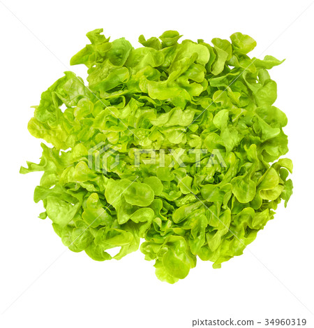 Green oak leaf lettuce from above over white Green oak leaf lettuce from above over white 34960319