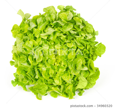 Green oak leaf lettuce front view over white 34960320