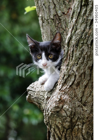 Beetle kitten on wood 34960405