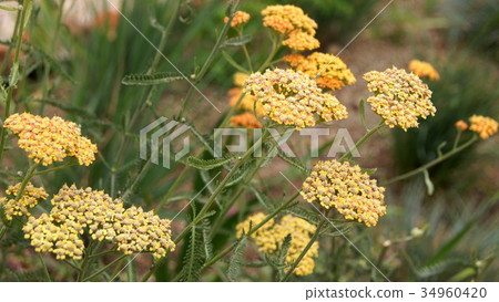 16: 9 Achillea: Achillea millefolium 16: 9 Achillea: Achillea millefolium 34960420