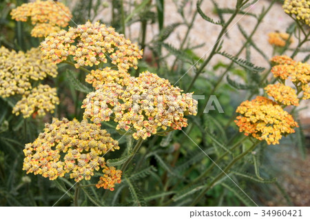 Achillea：Achillea millefolium 34960421