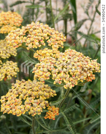Achillea：Achillea millefolium 34960422