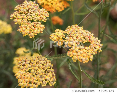 Achillea：Achillea millefolium 34960425
