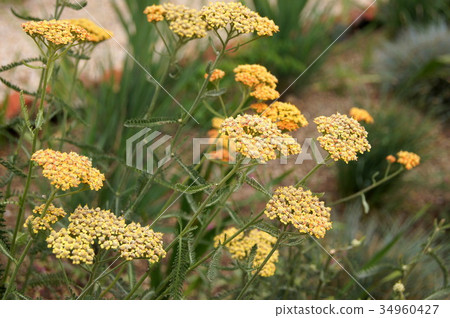 Achillea：Achillea millefolium 34960427