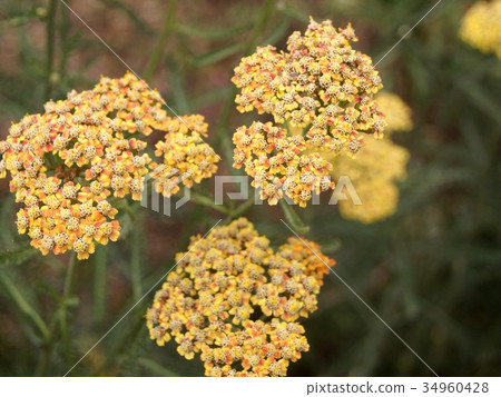 Achillea: Achillea millefolium 34960428