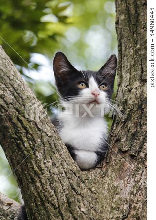 Black kitten relaxing on a tree Black kitten relaxing on a tree 34960443