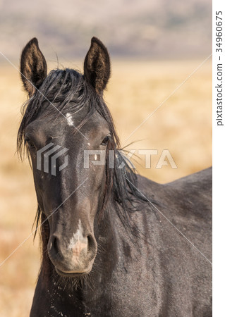 Wild Horse (Mustang) Wild Horse (Mustang) 34960675