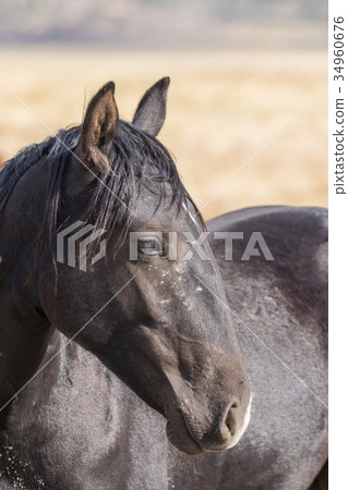 Wild Horse (Mustang) Wild Horse (Mustang) 34960676