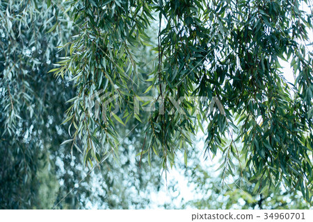 A close-up of the willow leaves, in the summer in 34960701
