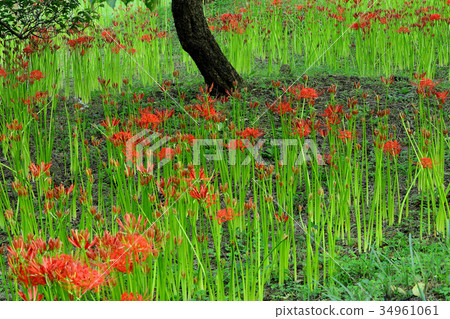 Mandarin saixa 34961061