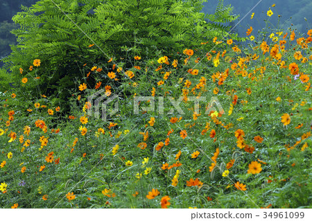 黃波斯菊 黃波斯菊 34961099