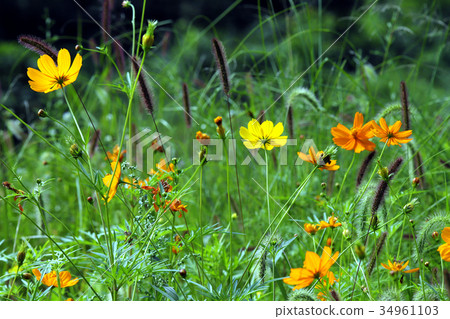  Kivanacosmos 34961103